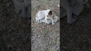 Stray dogs in winters evening | Mountain Village | Nature Buddies #uk #animals #youtubeshorts #viral