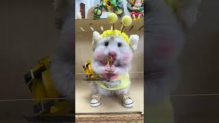 Cute Hamster | Sevimli Hamster | Süßer Hamster | Hamster mignon | Милый хомяк | lindo hámster