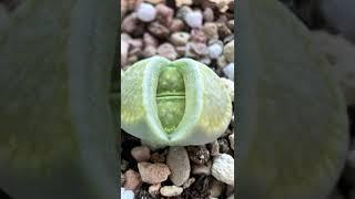 Lithops Green Kiku - Mesmerizing Succulent with Vibrant Patterns  #lithopscare #lithops