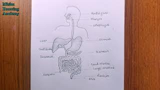 how to draw human digestive system easily