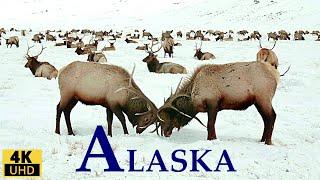 ALASKA 4K RELAXATION FILM/ LIFE IN ALASKA/ ALASKA WILDLIFE, LANDSCAPES/ NATURE SOUNDS/RELAXING MUSIC