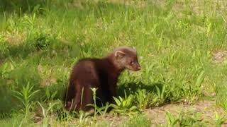 Little mink baby on the front lawn!