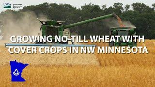 Growing No-till Wheat with Cover Crops in NW Minnesota