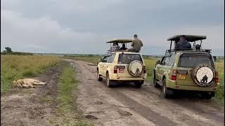 This Wonderful Safari Confirms Alot About The Lion Tracking Activity
