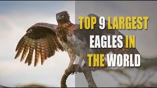 Top 9 Largest Eagles in the World