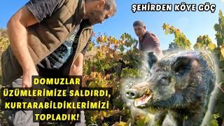 Domuzlar Üzümlerimize Saldırdı, Kurtarabildiklerimizi Topladık! Köyde Yaşam