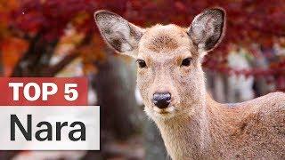 Top 5 Things to do in Nara | japan-guide.com