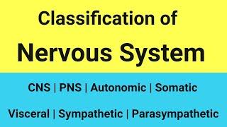 Central and Peripheral Nervous System Classification | Classification of nerve fibres physiology