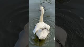 Flexible swan#shorts #animal #animalshorts #animals #swan #swans #flexible #gym #stretching #cool