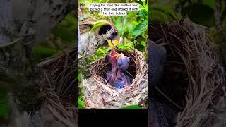 Crying for food, the mother bird picked a fruit and shared it with her two babies.#birds