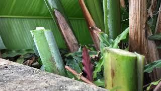 Timelapse: Heliconia Rostrata Reshooting After Pruning | Nature’s Regrowth