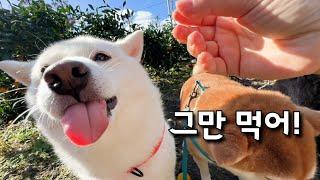 제주도 살더니 강아지가 계속 뚱뚱해지네요.. ㅋㅋ