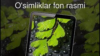 O'simliklar fon rasmi 4k