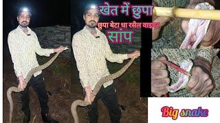 🪱 कैसे छुपा बेटा था खेत में रसैल वाइपर सांप |snake rescue | animal rescue etc | dk panchal