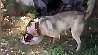 Kangal descontrolado ataca brutalmente a un lobo, la letalidad del kangal turco.