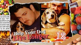 How to Help Your Dog Live Longer | Senior Dog Longevity