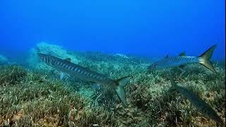 Buceo en Carboneras (Almería)