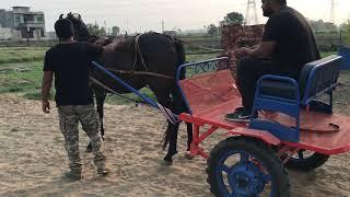 horse buggy ride in Patiala Punjab India