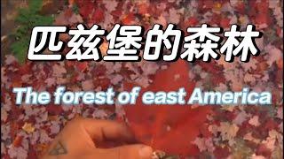 匹兹堡的森林 The forest of east America