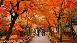 京都秋艶 autumn colors momiji leaves in Kyoto Japan  紅葉