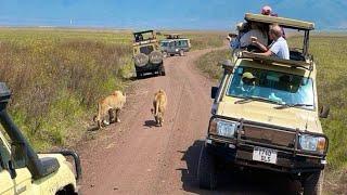 "Ngorongoro Crater: The Eighth Wonder of the World"