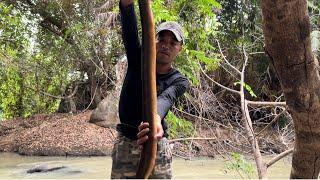 Lươn Khổng Lồ Trong Khu RỪNG SÂM mystery in the ginseng forest Fishing Camping