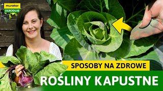 ROŚLINY KAPUSTNE - OCHRONA PRZED SZKODNIKAMI ! | Murator Ogroduje