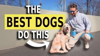 5 Dog Training Exercises You Must Do EVERY DAY