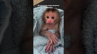 he is just a baby monkey abandoned by his mother #monkey #pets #rescue #animals #shorts