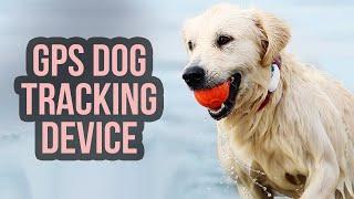 Top 5 Best GPS Dog Tracker | Real Time Pet Trackers