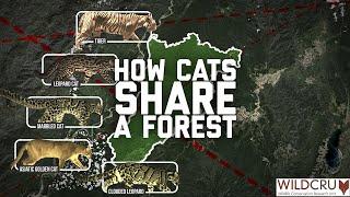 How Cats Share a Forest