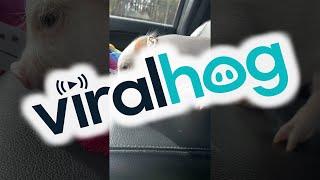 Mini Pig Poses With Fresh Bling || ViralHog