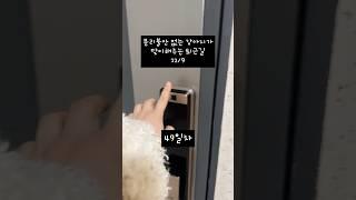 분리불안 없는 강아지는 하루종일 무얼 할까? #분리불안 #웰시코기