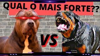 PIT MONSTER VS ROTTWEILER  - QUAL O CACHORRO MAIS FORTE??