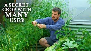 The Secret Crop in YOUR Garden (& How to Use It)