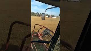 Harvesting wheat in Sept.  #farming #shorts #youtubeshorts #caseih  #food #2388 #wheat  #russwins