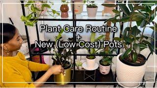 Cleaning My Plant Shelf + NEW PLANT POTS I JerseyWifeJerseyLife