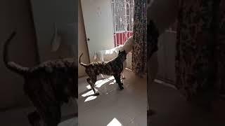 Así reaccionaron mi Dogos argetinos y presa canario ante un rottweiler