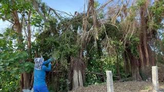 Cutting Down Useless Roadside Fig Trees - How to Cut a Tree with a Chainsaw