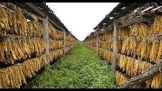 How To Harvest Tobacco? - Tobacco Farming and Tobacco Harvesting Modern Technology