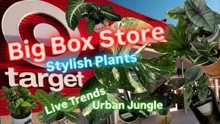 Big Box Store Plant Shopping at Target Stylish Home Decor Planters Cheap and Inexpensive Houseplants