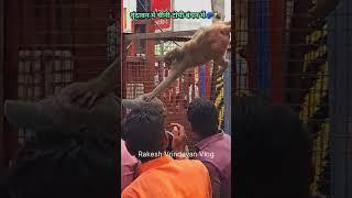 27-5-2025bandar ne#cheenee topee#vrndaavan mein#jay chain hai#aman ka jahaan shaanti hai#gaana