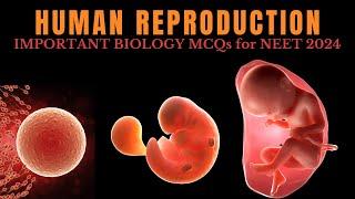 IMPORTANT BIOLOGY MCQs for NEET 2024 || Human Reproduction || by Shiksha House