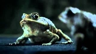 Ford Falcon Ecoboost - cane Toad Video