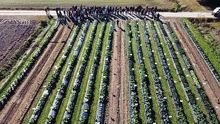 Brassica Field Day: Preserving the Diversity of Collard Greens