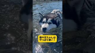 【柴犬の兄貴に憧れるシベリアンハスキー】 #柴犬 #シベリアンハスキー #youtubeshorts #shortvideo #shorts #ytshorts #泳ぐ