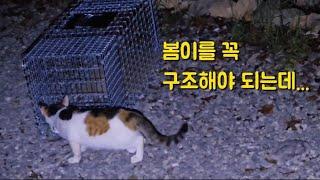 사계절중 세아이는 중성화후 방사해야 하는데 봄이를 꼭 구조해야 방사할 수 있습니다 안그럼 어느날 갑자기 사라졌습니다 안핸 아이는~