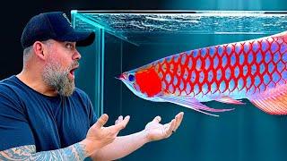 $100,000 Fish! Inside China's BIGGEST ASIAN AROWANA Competition