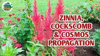 ZINNIA, COCKSCOMB, COSMOS PLANTS PROPAGATION @gardenofkuyakoy