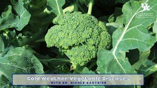 Cold Weather Vegetable Diseases